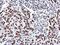 Sp3 Transcription Factor antibody, LS-C311912, Lifespan Biosciences, Immunohistochemistry frozen image 