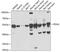 Pyruvate Dehydrogenase Complex Component X antibody, GTX54603, GeneTex, Western Blot image 