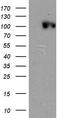 Chromosome Segregation 1 Like antibody, CF812194, Origene, Western Blot image 
