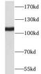 NLR Family Member X1 antibody, FNab05759, FineTest, Western Blot image 