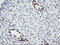 ETS Transcription Factor ERG antibody, LS-C174667, Lifespan Biosciences, Immunohistochemistry frozen image 