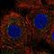 C2 Calcium Dependent Domain Containing 4C antibody, HPA055915, Atlas Antibodies, Immunofluorescence image 