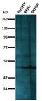 Neuronal Differentiation 1 antibody, AM32710PU-N, Origene, Western Blot image 