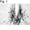 Gonadotropin Releasing Hormone 1 antibody, NB300-506, Novus Biologicals, Immunohistochemistry paraffin image 