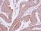 Myotubularin Related Protein 9 antibody, LS-C155545, Lifespan Biosciences, Immunohistochemistry frozen image 
