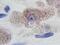 Platelet-derived growth factor subunit A antibody, AHP792, Bio-Rad (formerly AbD Serotec) , Western Blot image 
