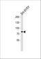 Origin Recognition Complex Subunit 3 antibody, A07377-1, Boster Biological Technology, Western Blot image 