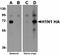 Seasonal H1N1 Hemagglutinin antibody, orb75223, Biorbyt, Western Blot image 