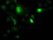 Uridine-Cytidine Kinase 1 antibody, TA501473, Origene, Immunofluorescence image 