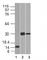 Chymotrypsin Like Elastase 3B antibody, V2504-100UG, NSJ Bioreagents, Western Blot image 
