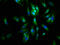 Agrin antibody, CSB-PA001461LA01HU, Cusabio, Immunofluorescence image 