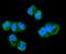 Complex I intermediate-associated protein 30, mitochondrial antibody, A10145, Boster Biological Technology, Immunofluorescence image 