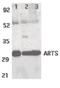 41521 antibody, orb86747, Biorbyt, Western Blot image 