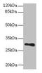 Transmembrane Protein 176B antibody, CSB-PA023758LA01HU, Cusabio, Western Blot image 