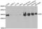 Adenylate Kinase 2 antibody, LS-C334772, Lifespan Biosciences, Western Blot image 