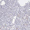 Isocitrate dehydrogenase [NAD] subunit gamma, mitochondrial antibody, HPA000425, Atlas Antibodies, Immunohistochemistry frozen image 
