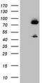 Coagulation Factor XIII A Chain antibody, TA800338, Origene, Western Blot image 