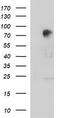Angiomotin antibody, CF507110, Origene, Western Blot image 