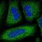 Phosphodiesterase 3A antibody, NBP1-85645, Novus Biologicals, Immunofluorescence image 