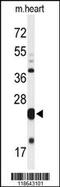 Myeloid leukemia factor 1 antibody, 62-425, ProSci, Western Blot image 