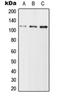 Ubiquitin Specific Peptidase 11 antibody, orb214773, Biorbyt, Western Blot image 