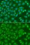 Annexin A8 Like 1 antibody, orb373664, Biorbyt, Immunofluorescence image 