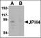 Junctophilin 4 antibody, orb89460, Biorbyt, Western Blot image 