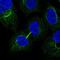 Mitochondrial Ribosome Recycling Factor antibody, HPA049987, Atlas Antibodies, Immunofluorescence image 