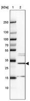 Methyltransferase Like 8 antibody, PA5-57265, Invitrogen Antibodies, Western Blot image 