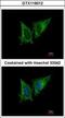 Mitochondrial Ribosomal Protein S23 antibody, GTX119012, GeneTex, Immunocytochemistry image 