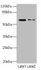 Solute Carrier Family 1 Member 6 antibody, A63426-100, Epigentek, Western Blot image 