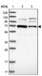 ERI1 Exoribonuclease Family Member 2 antibody, NBP1-87941, Novus Biologicals, Western Blot image 