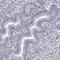 DEAD-Box Helicase 25 antibody, HPA020137, Atlas Antibodies, Immunohistochemistry frozen image 