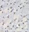 Proteasome Subunit Beta 10 antibody, FNab06869, FineTest, Immunohistochemistry frozen image 