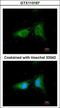 Coatomer Protein Complex Subunit Beta 1 antibody, GTX113167, GeneTex, Immunofluorescence image 