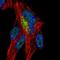 Zinc Finger Protein 768 antibody, HPA066512, Atlas Antibodies, Immunocytochemistry image 