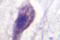 Interleukin-1 beta-converting enzyme antibody, AP06610PU-N, Origene, Immunohistochemistry frozen image 