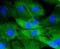 Dual Specificity Phosphatase 6 antibody, NBP2-67320, Novus Biologicals, Immunocytochemistry image 