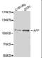 Amyloid Beta Precursor Protein antibody, orb129514, Biorbyt, Western Blot image 