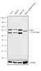 Fragile X mental retardation syndrome-related protein 1 antibody, 702410, Invitrogen Antibodies, Western Blot image 