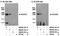 Dedicator of cytokinesis protein 9 antibody, NB500-264, Novus Biologicals, Immunoprecipitation image 