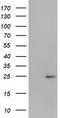 Pseudouridine 5'-Phosphatase antibody, CF502644, Origene, Western Blot image 