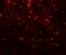 Phosducin Like 3 antibody, A10000, Boster Biological Technology, Immunofluorescence image 