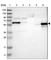 Islet cell autoantigen 1 antibody, HPA017646, Atlas Antibodies, Western Blot image 
