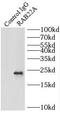 RAB22A, Member RAS Oncogene Family antibody, FNab07004, FineTest, Immunoprecipitation image 