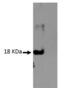IL-4 antibody, NBP2-61126, Novus Biologicals, Western Blot image 