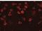Regulator Of Microtubule Dynamics 2 antibody, NBP2-41121, Novus Biologicals, Immunocytochemistry image 