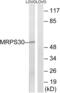 Mitochondrial Ribosomal Protein S30 antibody, abx014588, Abbexa, Western Blot image 