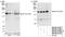 Kinesin Family Member 1C antibody, NB100-57510, Novus Biologicals, Immunoprecipitation image 