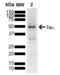 Microtubule Associated Protein Tau antibody, SPC-802D-A680, StressMarq, Western Blot image 
